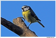 Blue-Tit-5