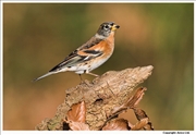 Brambling-1