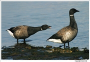 Brent-Goose-1