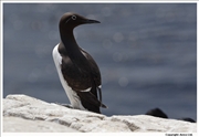 Bridled-Guillemot-1