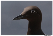 Bridled-Guillemot-2