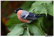 Bullfinch-1