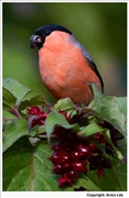 Bullfinch-2