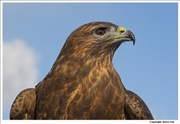 Buzzard-1