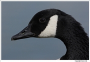 Canada-Goose-1