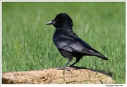 Carrion-Crow-1