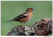 Chaffinch-1