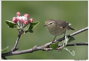 Chiffchaff-1