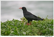 Chough-1