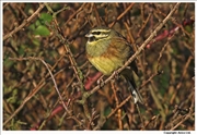 Cirl-Bunting-1