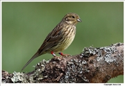 Cirl-Bunting-2