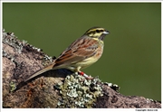 Cirl-Bunting-3