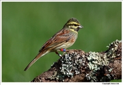 Cirl-Bunting-5