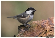 Coal-Tit-1