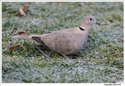 Collared-Dove-1