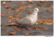 Collared-Dove-2