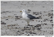 Common-Gull-1