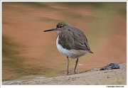 Common-Sandpiper-2