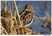 Common-Snipe-1