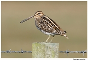 Common-Snipe-3