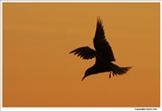 Common-Tern-3