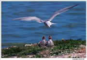 Common-Tern-4