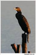 Cormorant-1