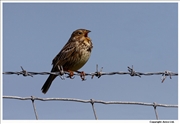 Corn-Bunting-1