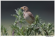 Corn-Bunting-2