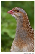 Corncrake-3