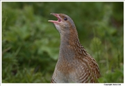 Corncrake-4