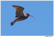 Curlew-2