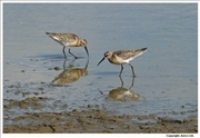 Curlew-Sandpiper