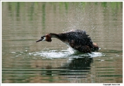 Great-Crested-Grebe-1