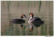 Great-Crested-Grebe-2