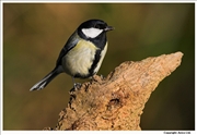 Great-Tit-1