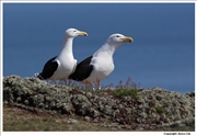 Greater-Black-Backed-Gull-1