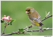 Greenfinch-2