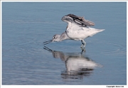 Greenshank-1