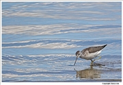 Greenshank-2