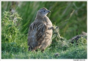 Grey-Partridge-1