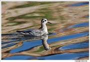 Grey-Phalarope-2