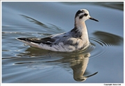 Grey-Phalarope-3