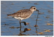 Grey-Plover-1