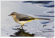 Grey-Wagtail-1