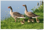 Greylag-Goose-2