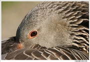 Greylag-Goose-4