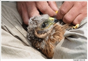 Hen-Harrier-2