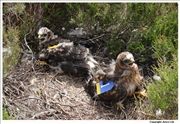 Hen-Harrier-3