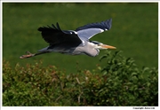 Heron-2